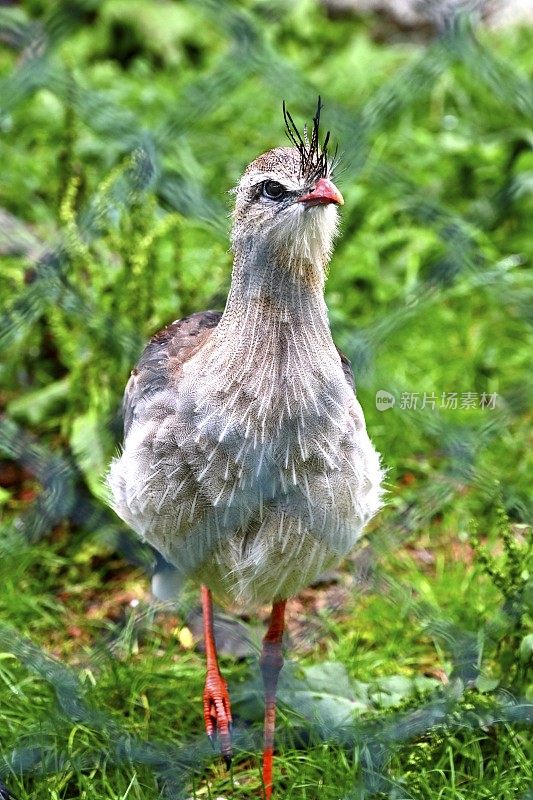 Red-legged seriema